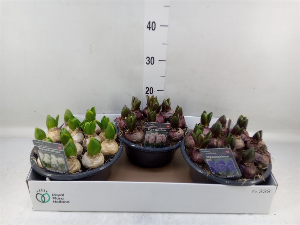 Горшечные цветы и растения оптом Hyacinthus Orie.   ...mix 3 от 3шт из Голландии с доставкой по России