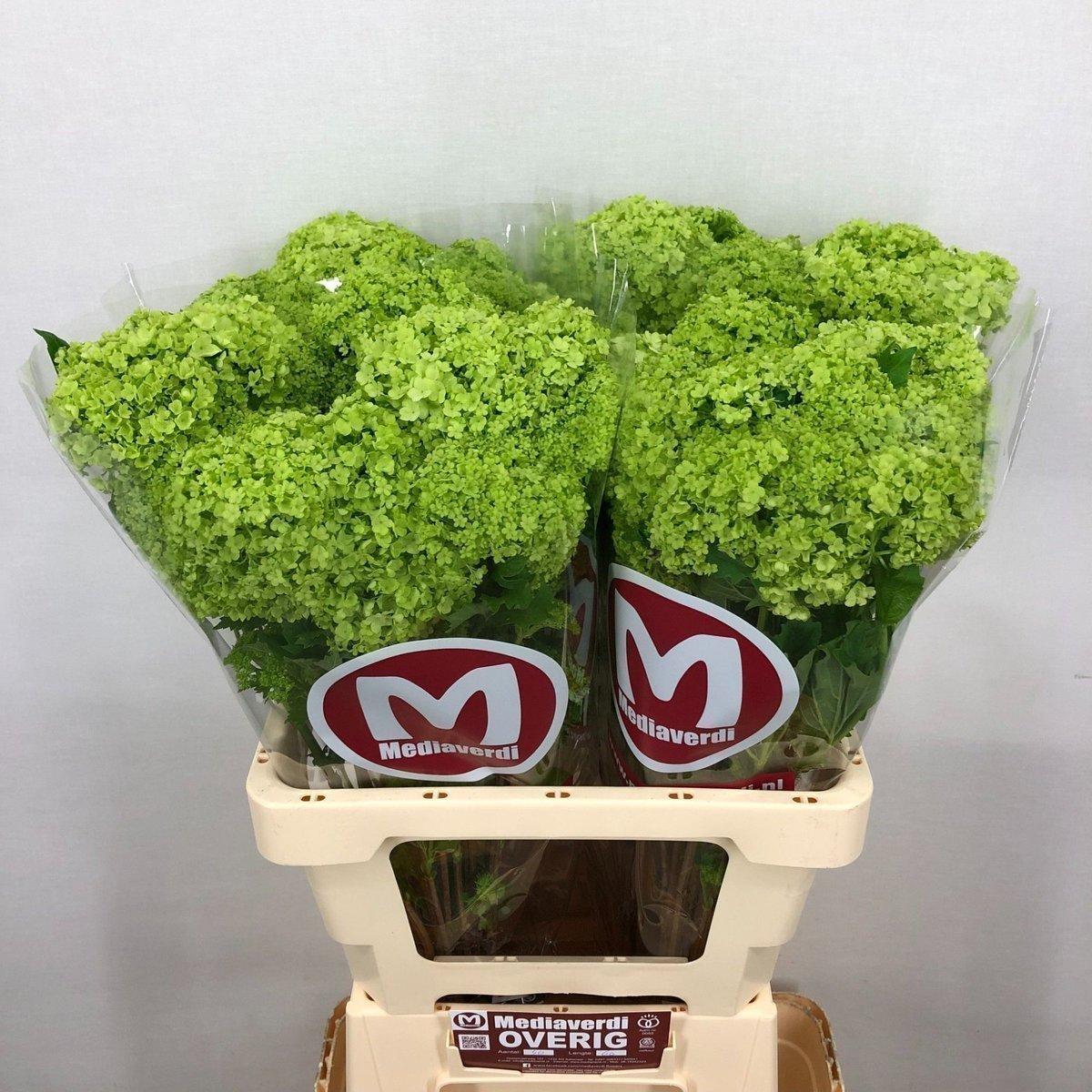 Срезанные цветы оптом Viburnum roseum от 40шт. из Голландии с доставкой по России