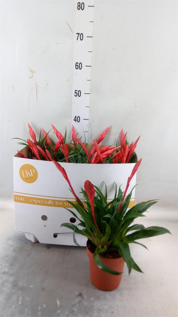 Горшечные цветы и растения оптом Vriesea Mf ...mix 3 от 6шт из Голландии с доставкой по России Горшечные цветы и растения оптом Vriesea Mf ...mix 3 от 6шт из Голландии с доставкой по России