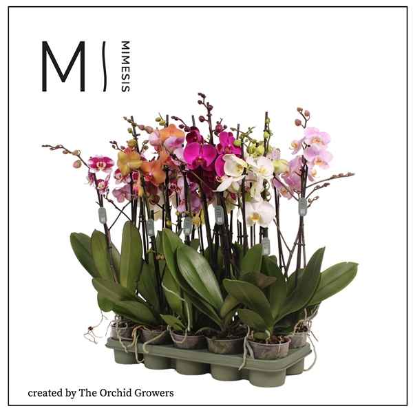 Горшечные цветы и растения оптом Phal 3st Mix 20+ (orchid Growers) от 10шт из Голландии с доставкой по России