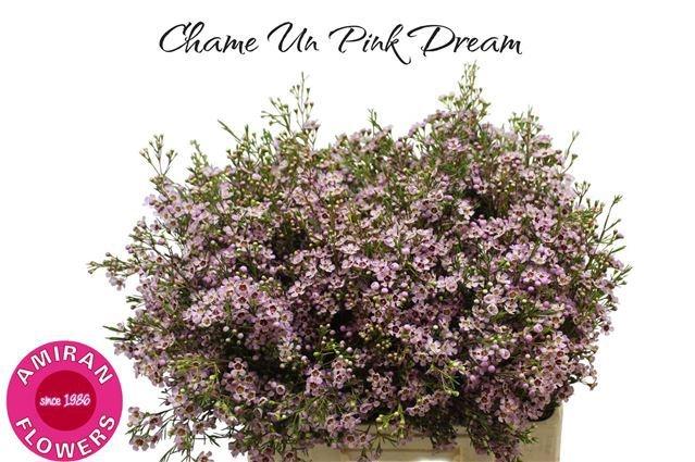 Срезанные цветы оптом Chamelaucium pink dream от 100шт из Голландии с доставкой по России