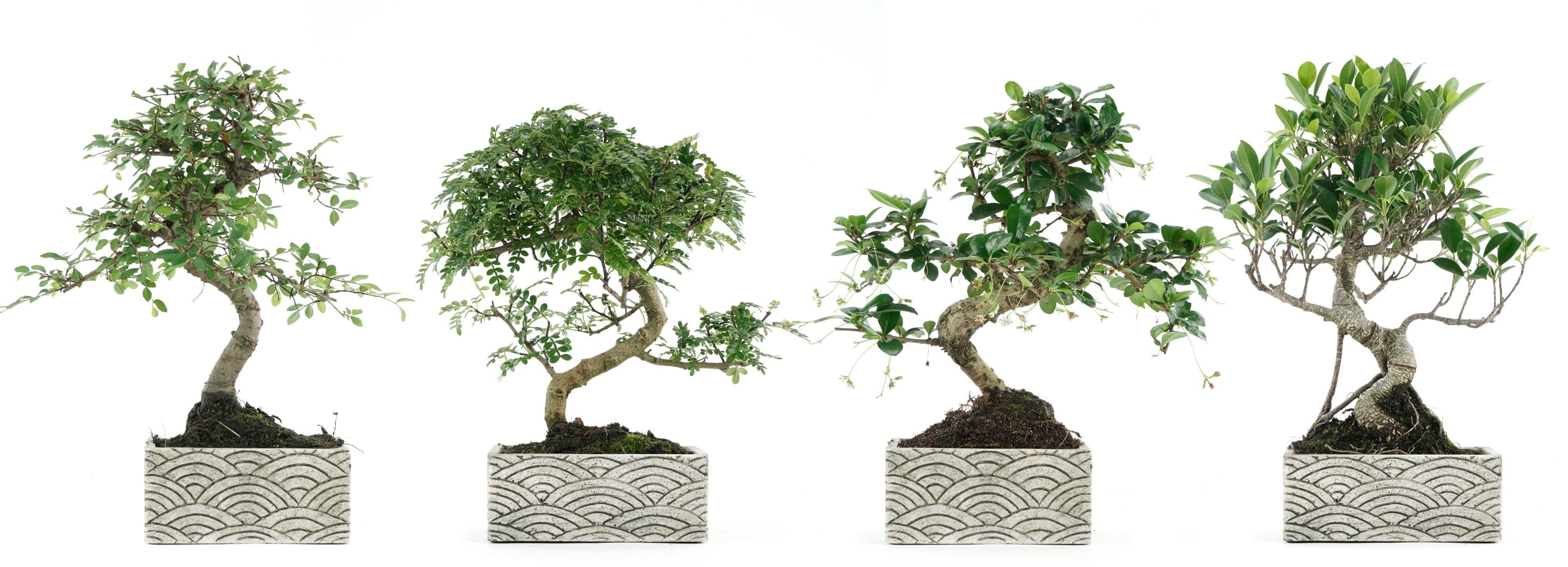 Горшечные цветы и растения оптом Bonsai Gem от 6шт из Голландии с доставкой по России