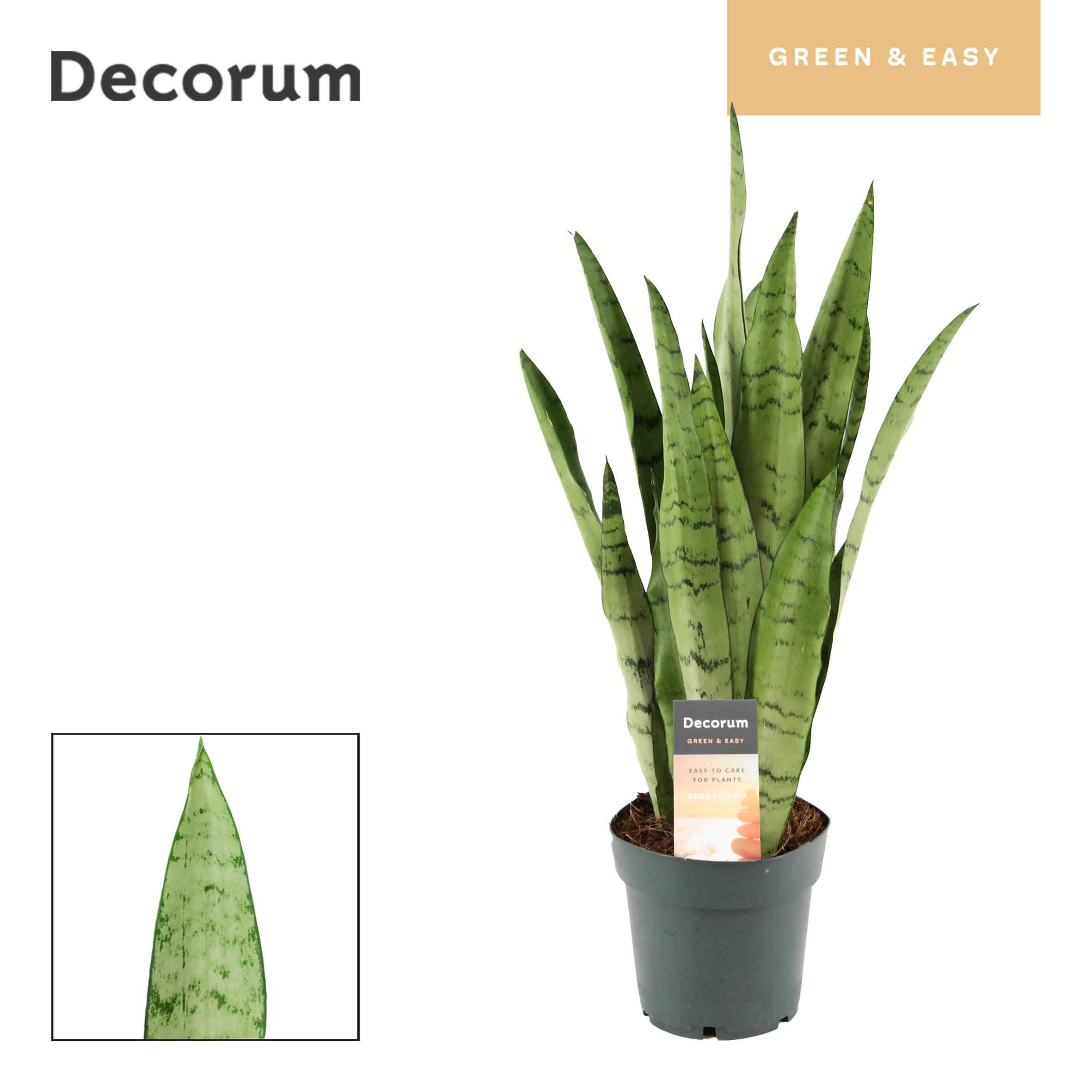 Горшечные цветы и растения оптом Sansevieria Peppermint (decorum) от 7шт из Голландии с доставкой по России