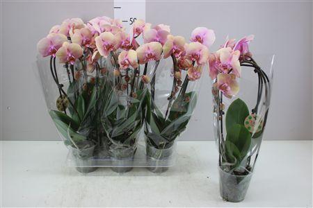 Горшечные цветы и растения оптом Phal 1st Hot Kiss Cascade от 6шт из Голландии с доставкой по России