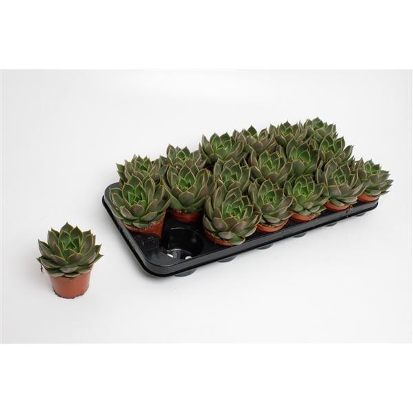 Горшечные цветы и растения оптом Echeveria Mexico от 12шт (для телеги) из Голландии с доставкой по России