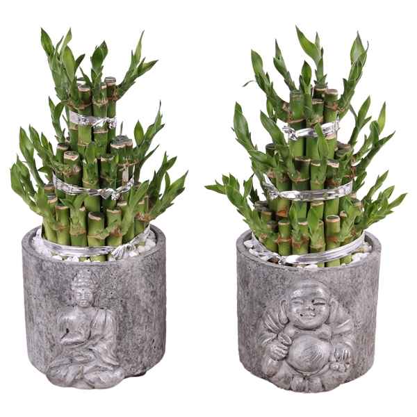 Горшечные цветы и растения оптом Lucky Bamboo 3 Big In Concrete Silver Buddha от 6шт из Голландии с доставкой по России