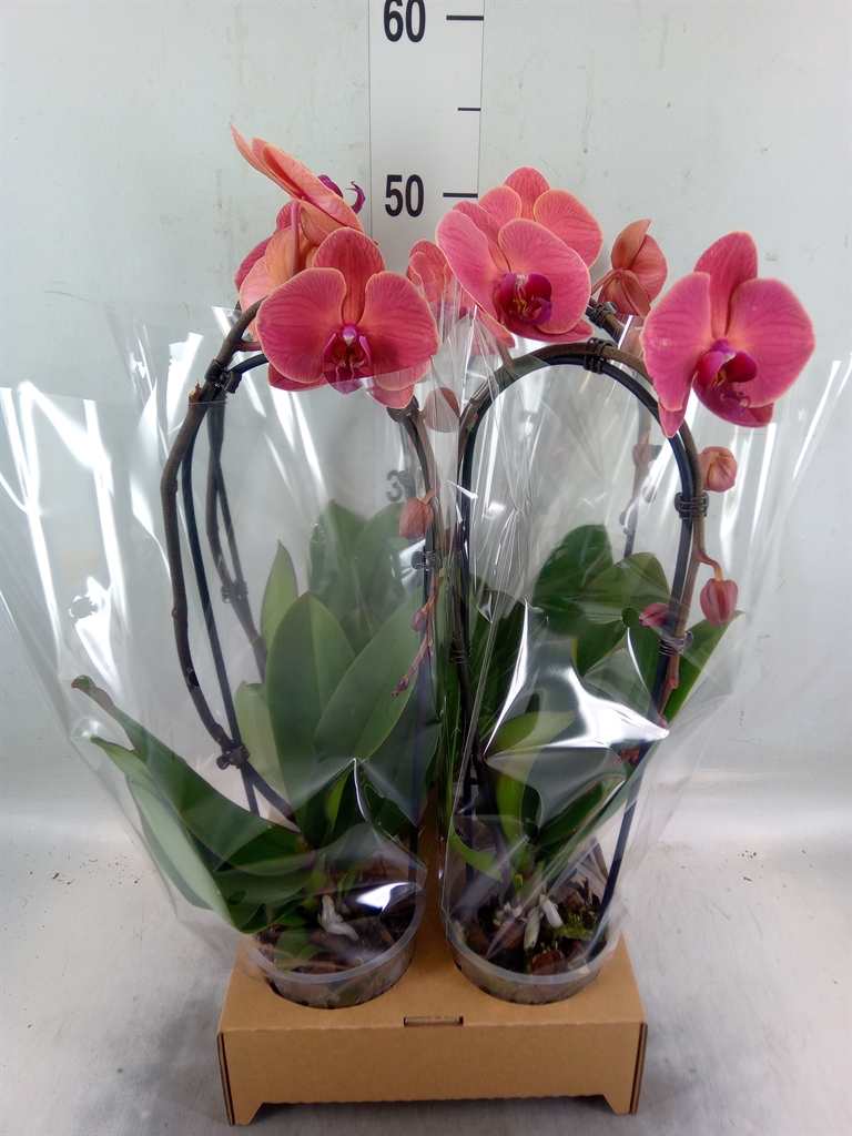 Горшечные цветы и растения оптом Phal Elegant Cascade от 4шт' из Голландии с доставкой по России