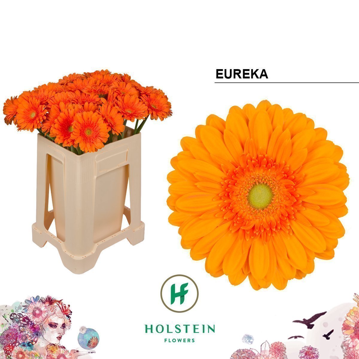 Срезанные цветы оптом Gerbera eureka от 40шт из Голландии с доставкой по России
