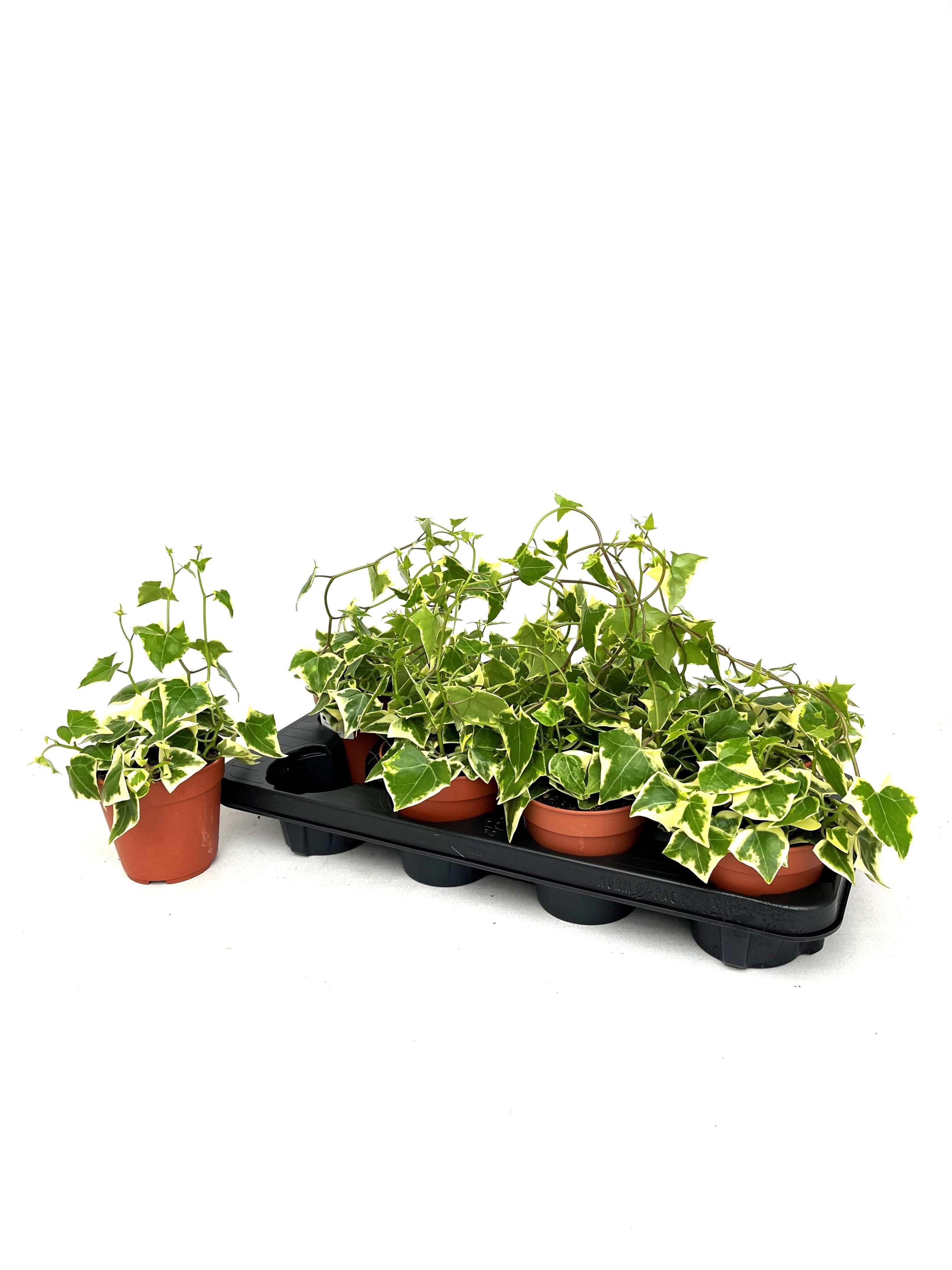 Горшечные цветы и растения оптом Senec Macr Varieg от 8шт из Голландии с доставкой по России