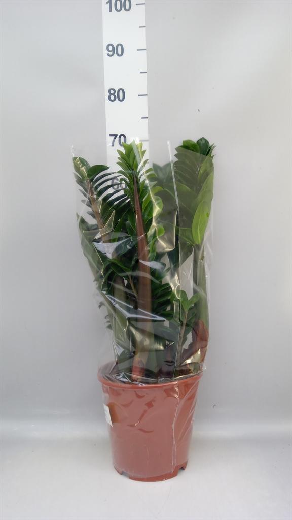Горшечные цветы и растения оптом Zamioculcas Zamiifolia zenzi от 1шт из Голландии с доставкой по России