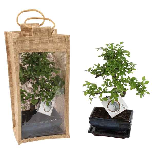 Горшечные цветы и растения оптом Bonsai Mix In Ceramic In Jute Giftbag S-shap от 7шт из Голландии с доставкой по России