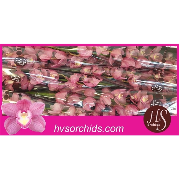 Срезанные цветы оптом Cymbidium pink bella donna rosanna от 6шт из Голландии с доставкой по России