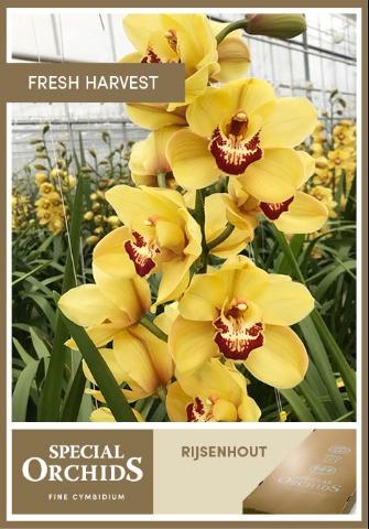Срезанные цветы оптом Cymbidium yellow rijsenhout от 8шт из Голландии с доставкой по России