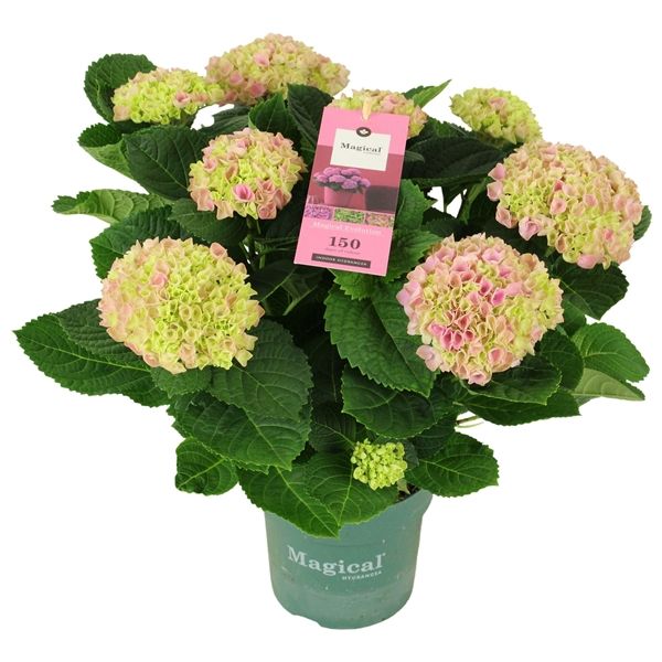 Горшечные цветы и растения оптом Hydrangea Ma Magical Evolution Rose 7+ от 6шт из Голландии с доставкой по России