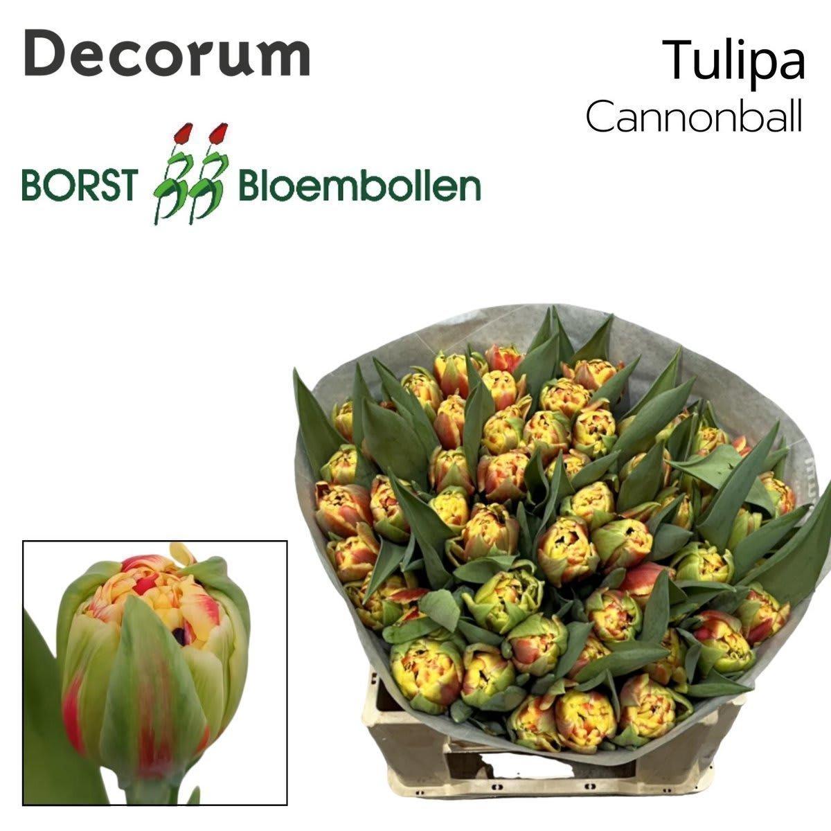 Срезанные цветы оптом Tulipa do cannonball от 50шт из Голландии с доставкой по России