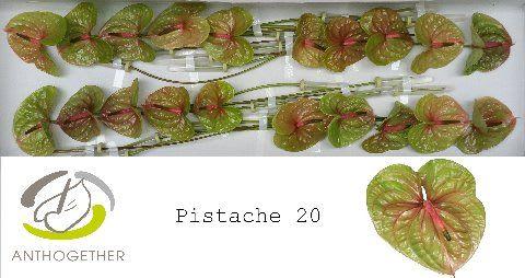 Срезанные цветы оптом Anthurium pistache от 20шт. из Голландии с доставкой по России