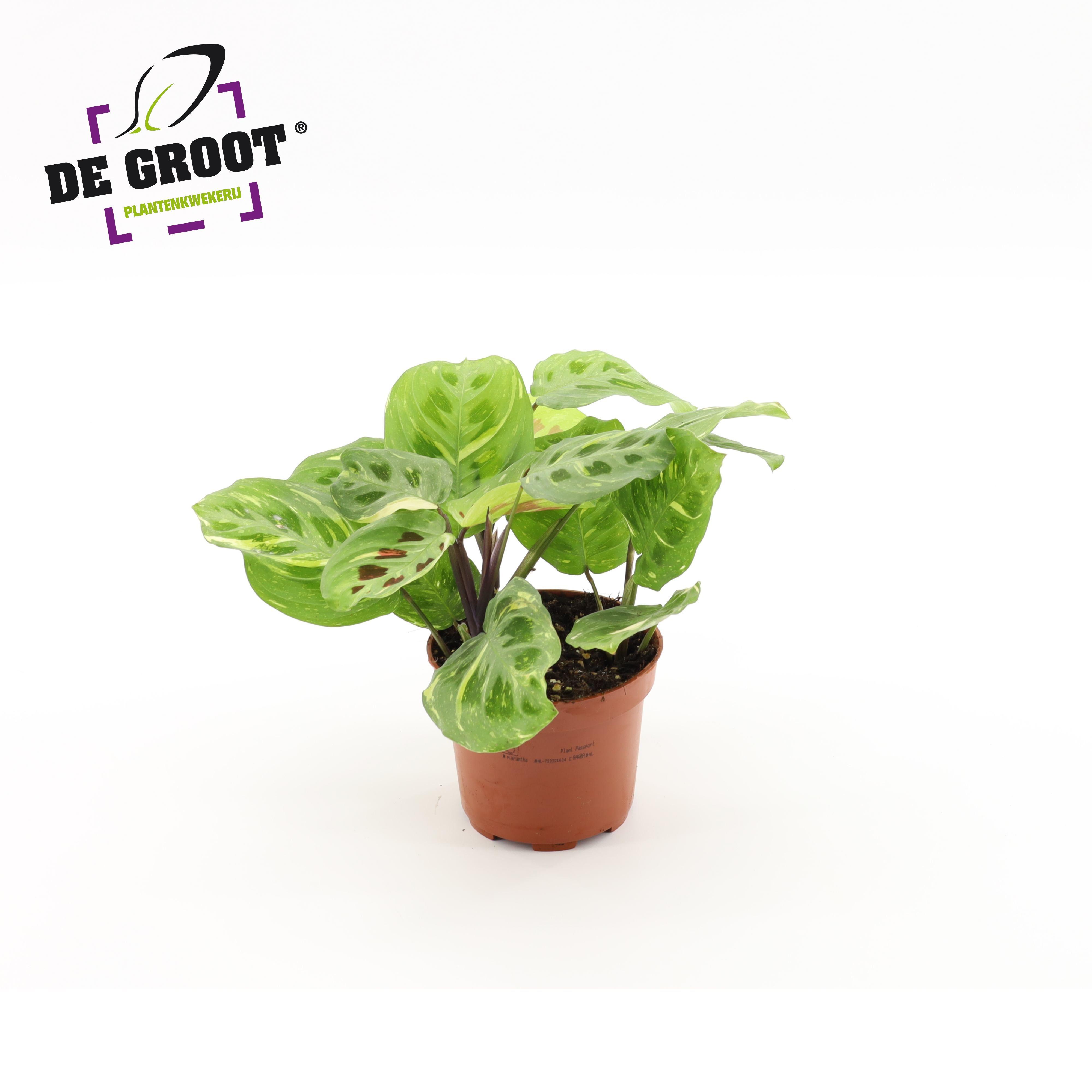 Горшечные цветы и растения оптом Maranta Variegata от 10шт из Голландии с доставкой по России