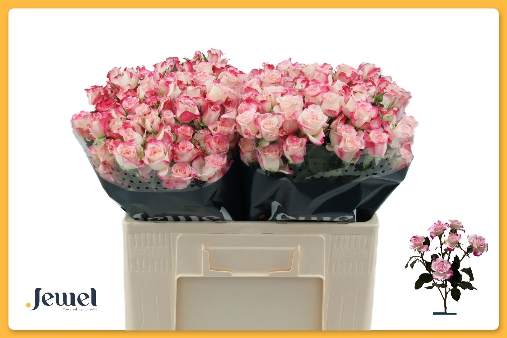 Срезанные цветы оптом Rosa spray reflex от 60шт из Голландии с доставкой по России