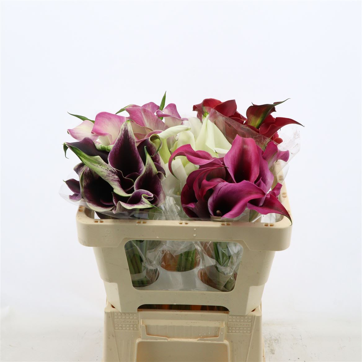 Срезанные цветы оптом Zantedeschia mix double от 50шт из Голландии с доставкой по России