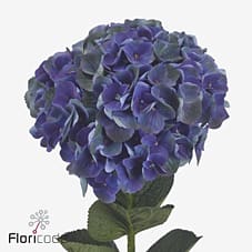 Срезанные цветы оптом Hydrangea magical mistral от 10шт из Голландии с доставкой по России