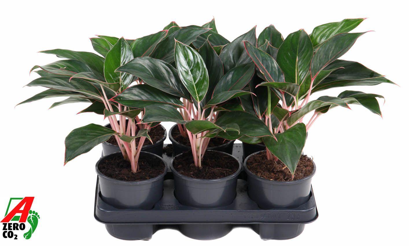 Горшечные цветы и растения оптом Aglaonema Misterio от 6шт из Голландии с доставкой по России