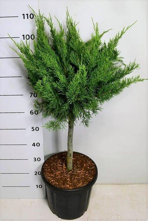 Горшечные цветы и растения оптом Juniperus Pfitz Mint Julep от 1шт из Голландии с доставкой по России