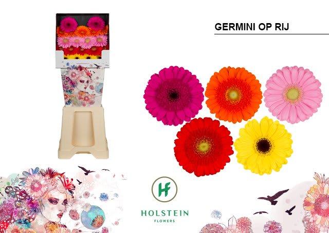 Срезанные цветы оптом Germini diamond mix in row от 80шт.. из Голландии с доставкой по России
