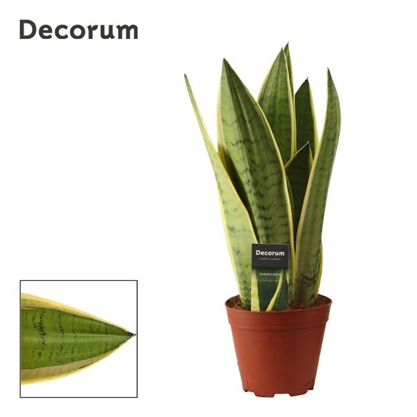 Горшечные цветы и растения оптом Sansevieria White Snow (decorum) от 7шт из Голландии с доставкой по России