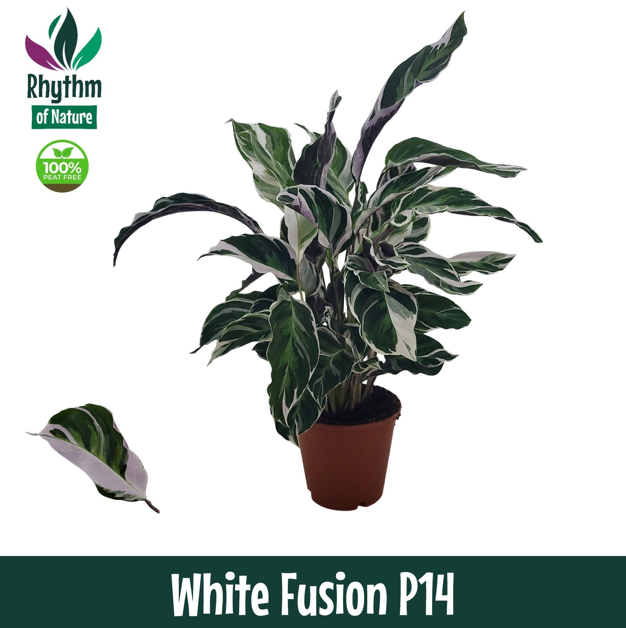Горшечные цветы и растения оптом Calathea White Fusion Rhythm Of Nature от 8шт из Голландии с доставкой по России