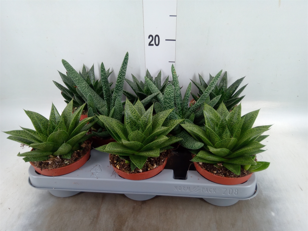 Горшечные цветы и растения оптом Aloe   ...mix от 8шт из Голландии с доставкой по России