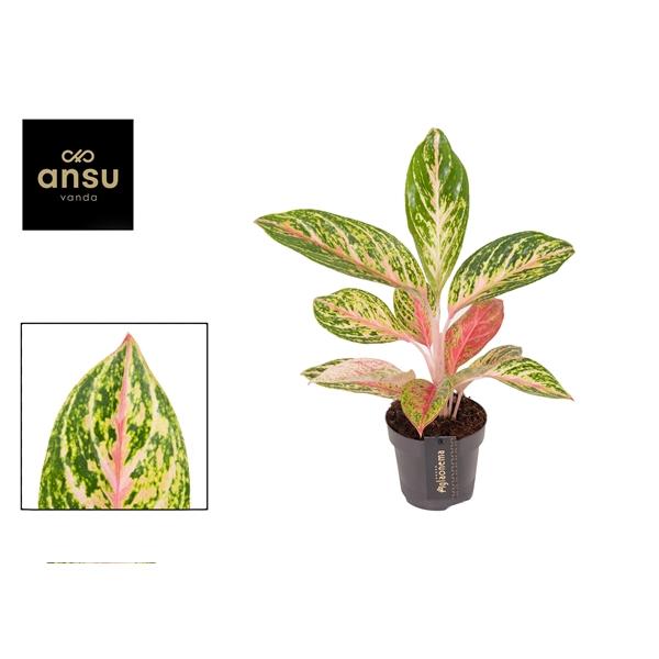 Горшечные цветы и растения оптом Aglaonema Coco Melon от 6шт из Голландии с доставкой по России