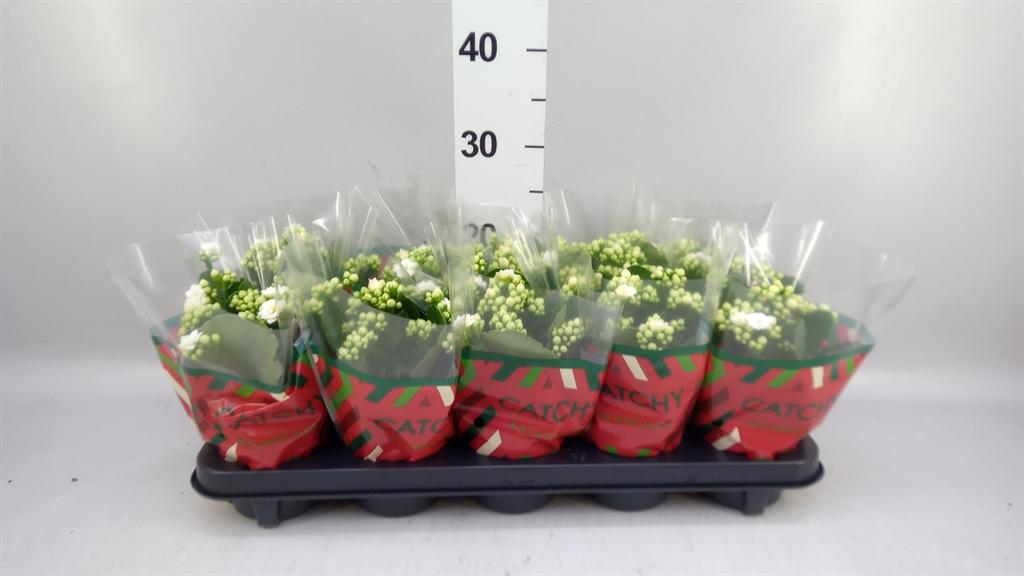 Горшечные цветы и растения оптом Kalanchoe Blos. calandiva Whites от 10шт из Голландии с доставкой по России