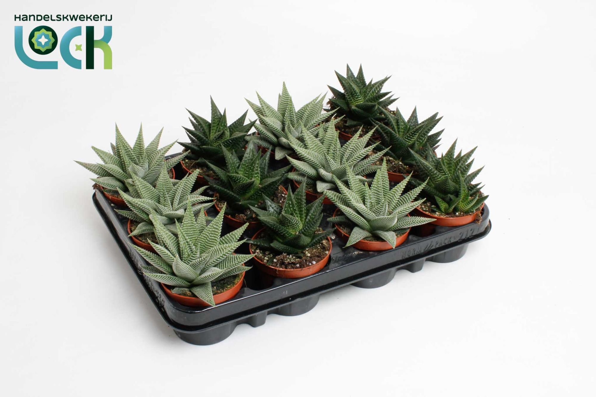 Горшечные цветы и растения оптом Haworthia Special Mix от 12шт (для телеги) из Голландии с доставкой по России