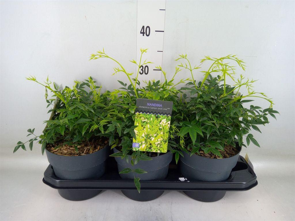 Горшечные цветы и растения оптом Nandina Domestica от 3шт из Голландии с доставкой по России