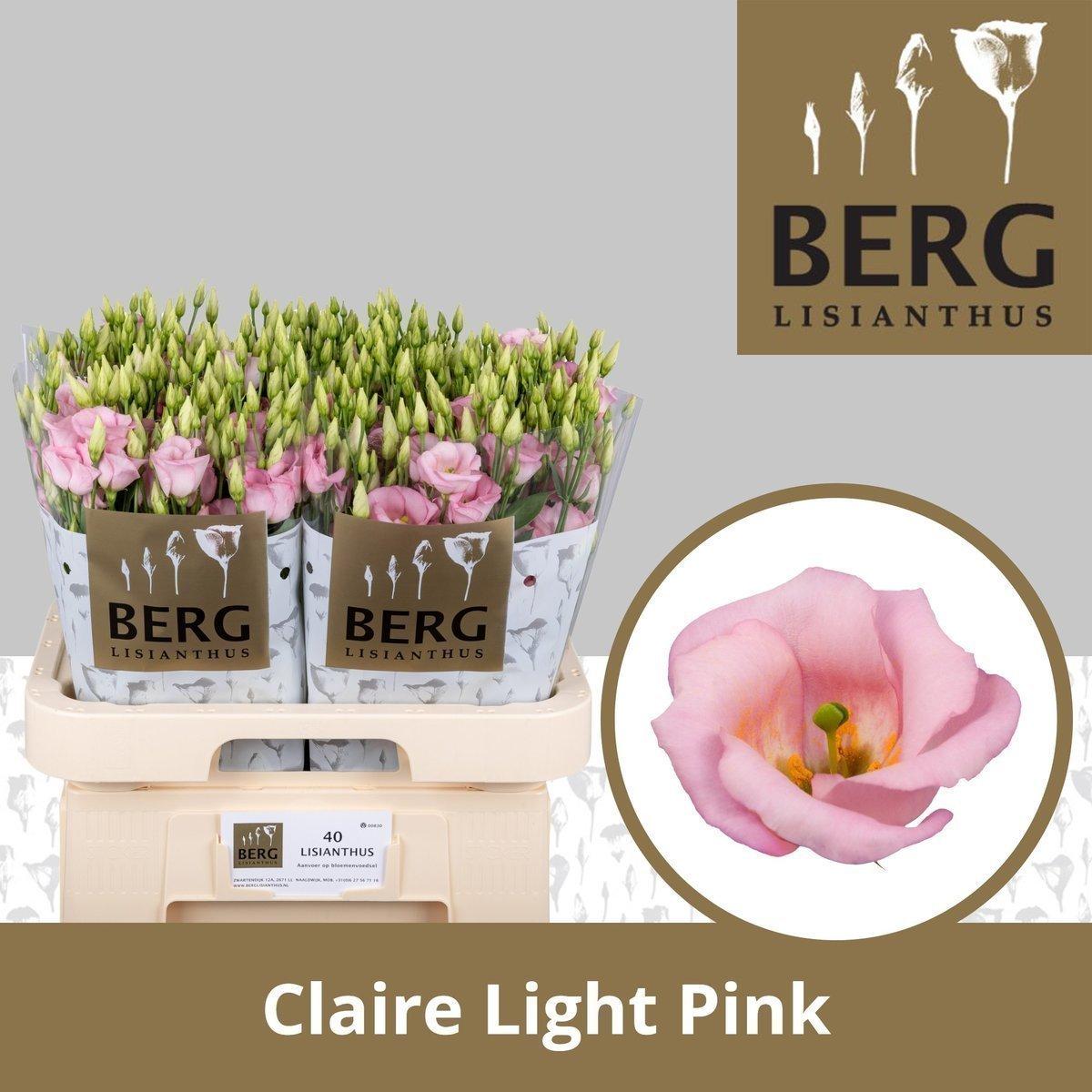 Срезанные цветы оптом Lisianthus si claire light pink от 40шт из Голландии с доставкой по России