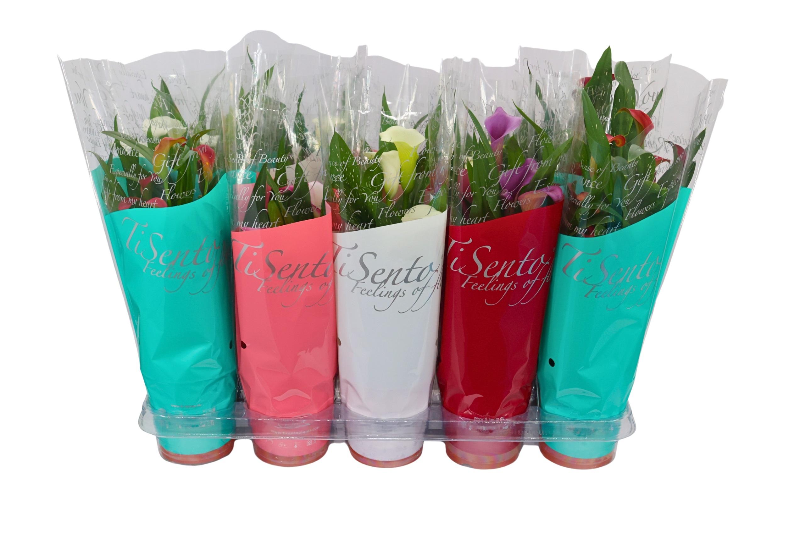 Горшечные цветы и растения оптом Zant Callaf Carnival от 10шт из Голландии с доставкой по России