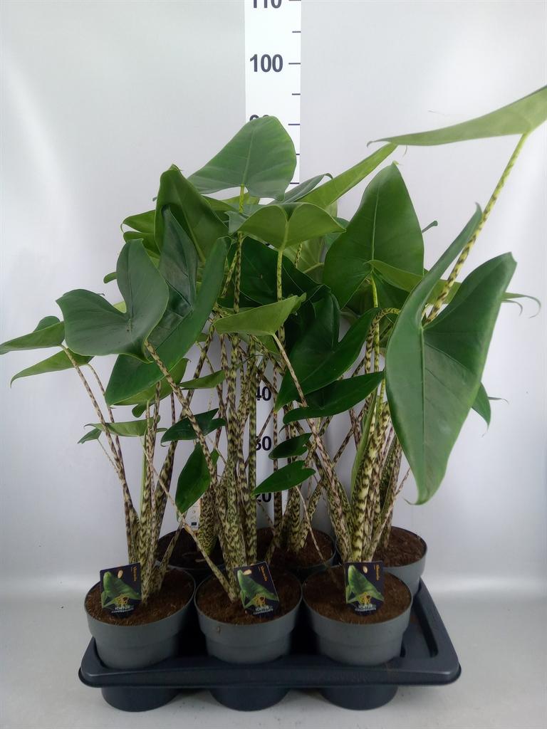 Горшечные цветы и растения оптом Alocasia Zebrina от 6шт (для телеги) из Голландии с доставкой по России
