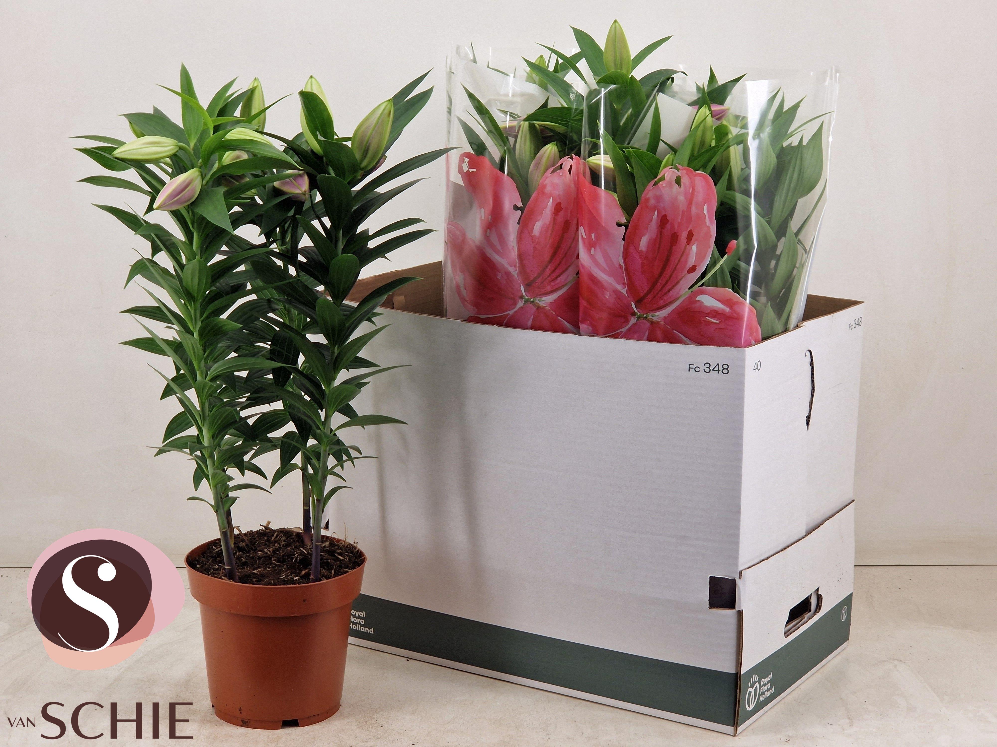 Горшечные цветы и растения оптом Lil Or Entertainer от 5шт из Голландии с доставкой по России