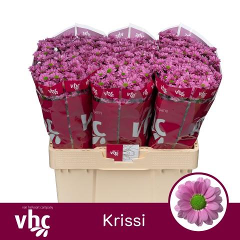 Срезанные цветы оптом Chrys sa krissi от 75шт. из Голландии с доставкой по России