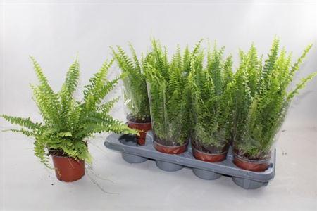 Горшечные цветы и растения оптом Nephr Ex Green Lady от 8шт из Голландии с доставкой по России