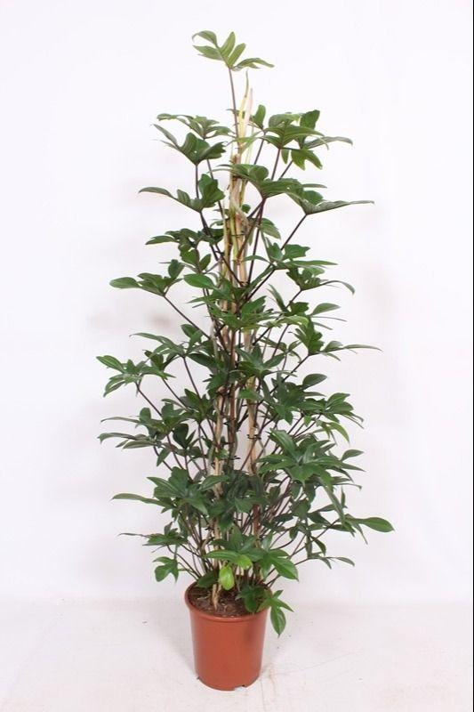 Горшечные цветы и растения оптом Philodendron Pedatum Piramide от 1шт из Голландии с доставкой по России