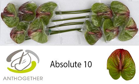 Срезанные цветы оптом Anthurium absolute A от 12шт из Голландии с доставкой по России