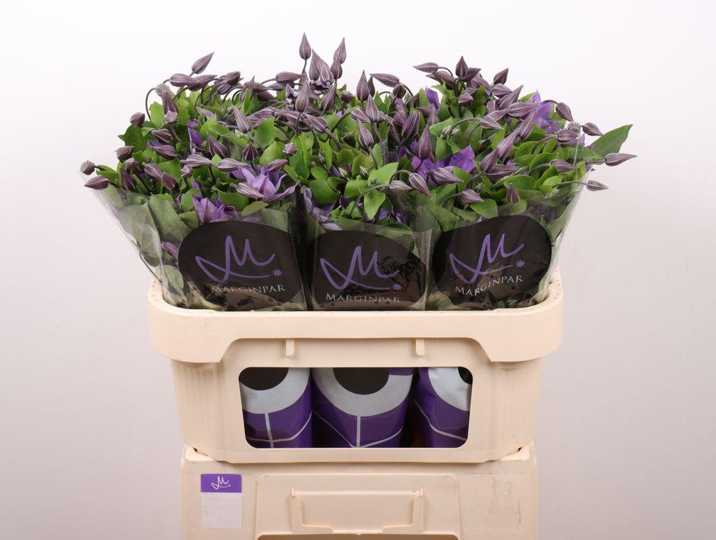 Срезанные цветы оптом Clematis amazing sofia от 60шт из Голландии с доставкой по России