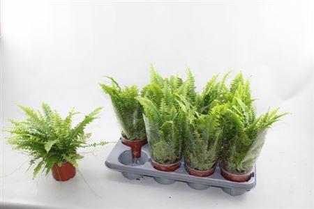 Горшечные цветы и растения оптом Nephrolepis Green Lady от 8шт из Голландии с доставкой по России