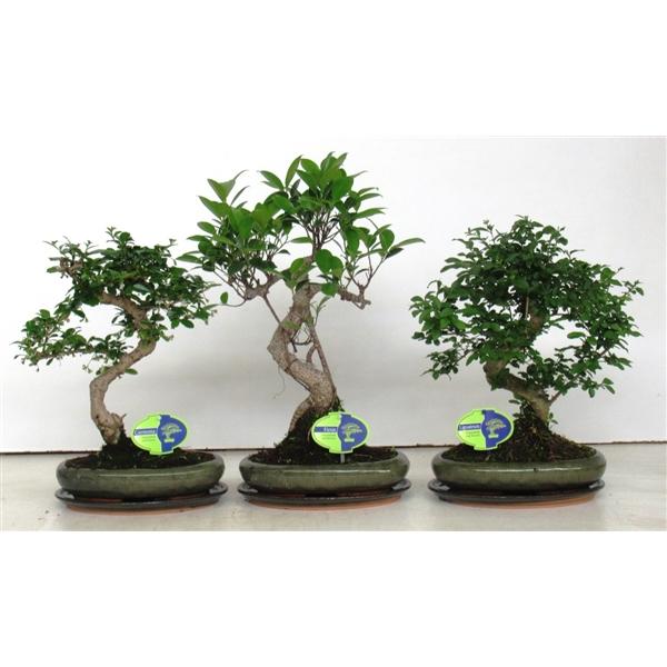 Горшечные цветы и растения оптом Bonsai Mix,  Shape, With Drip Tray от 4шт из Голландии с доставкой по России