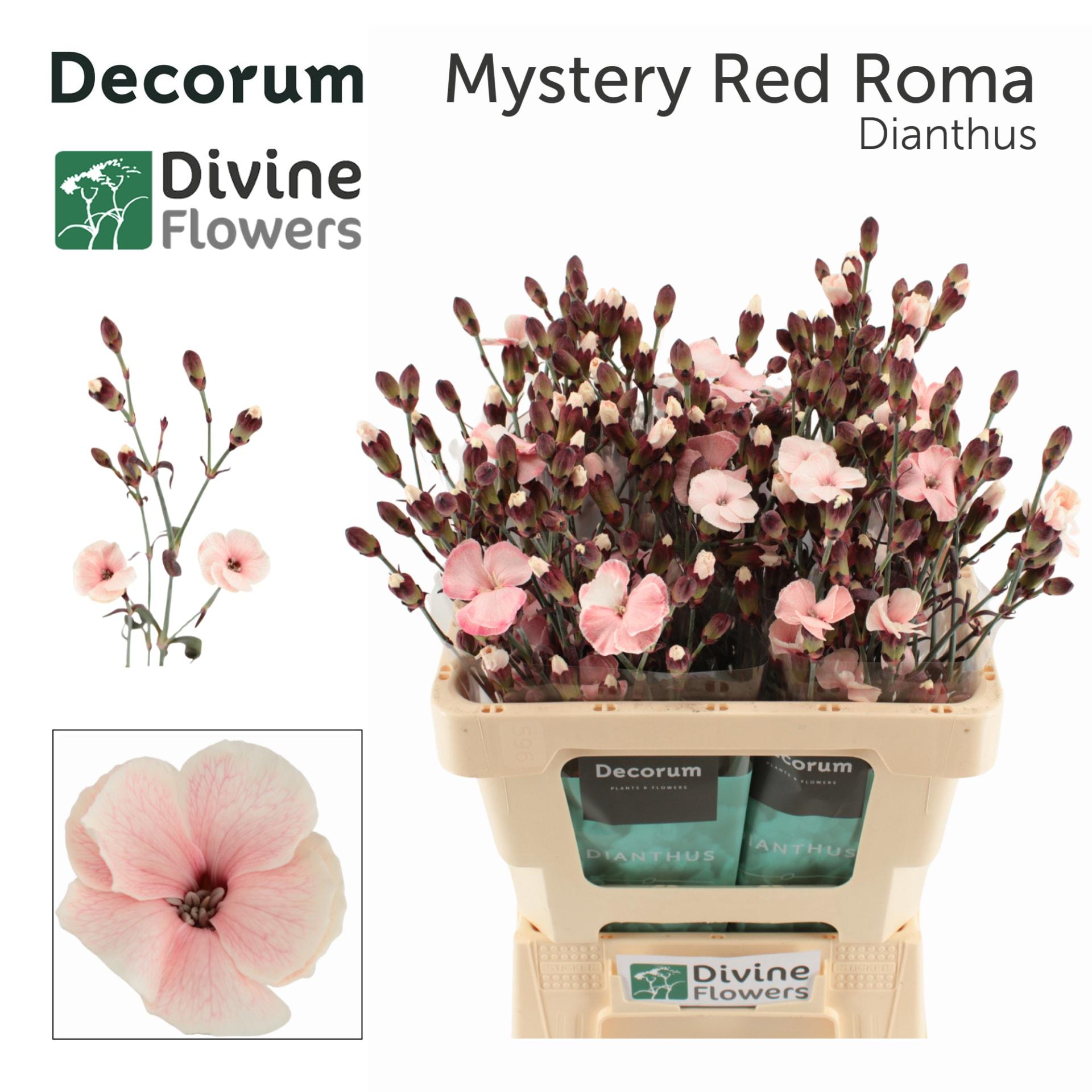 Срезанные цветы оптом Dianthus sp paint solomio latte от 60шт. из Голландии с доставкой по России