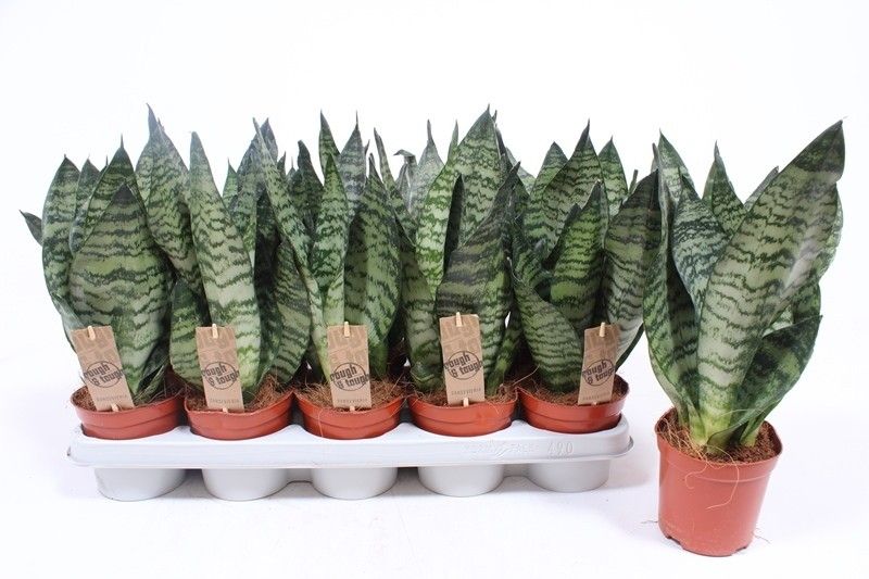 Горшечные цветы и растения оптом Sansevieria Zeylanica Compacta от 10шт из Голландии с доставкой по России