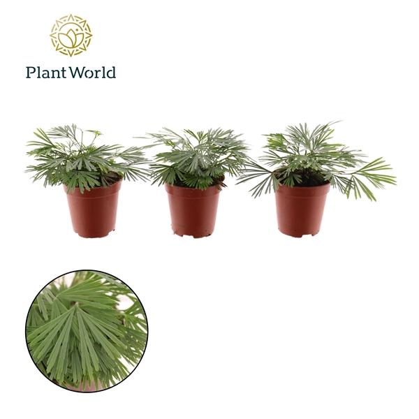 Горшечные цветы и растения оптом Actiniopteris Australis от 20шт (для телеги) из Голландии с доставкой по России