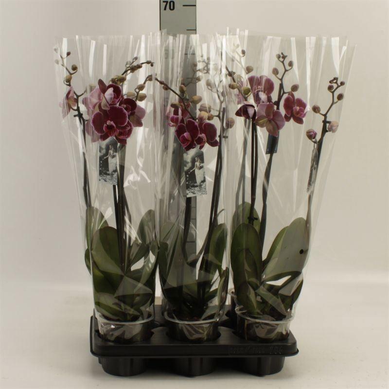 Горшечные цветы и растения оптом Phalaenopsis ant Montpellier от 6шт из Голландии с доставкой по России