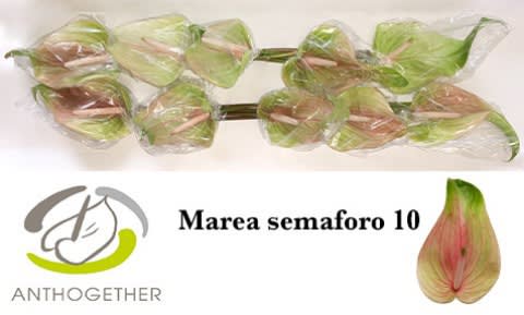 Срезанные цветы оптом Anthurium marea от 12шт. из Голландии с доставкой по России